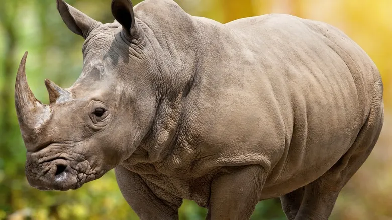 Gigantes Olvidados: Animales Prehistóricos que Redefinieron la Escala Natural