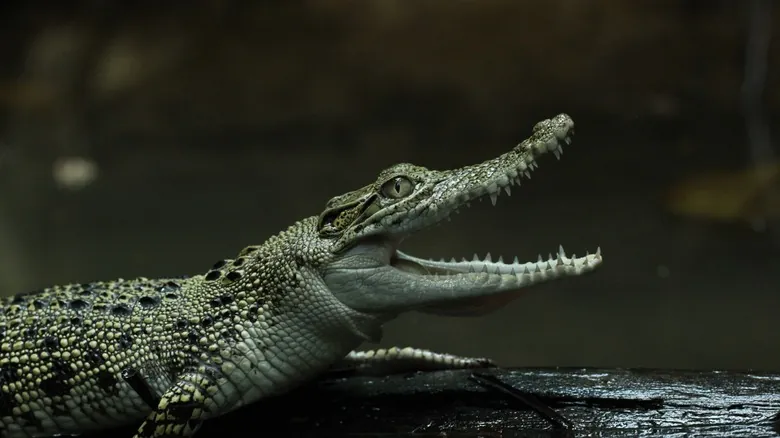 Gigantes Olvidados: Animales Prehistóricos que Redefinieron la Escala Natural