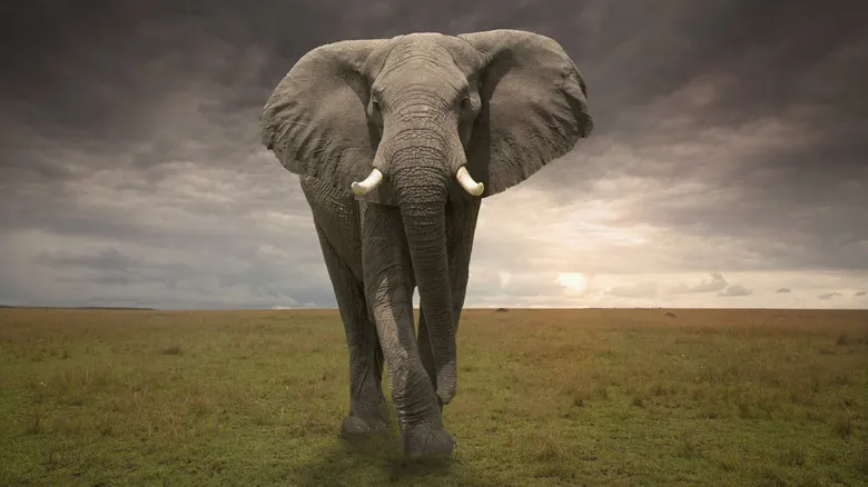 Gigantes Olvidados: Un Viaje a Través de las Especies de Elefantes Extintas