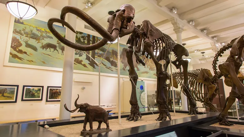 Gigantes Olvidados: Un Viaje a Través de las Especies de Elefantes Extintas