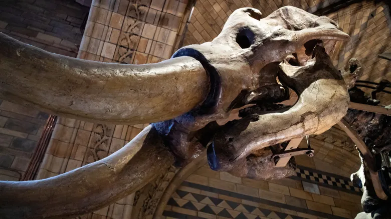 Gigantes Olvidados: Un Viaje a Través de las Especies de Elefantes Extintas