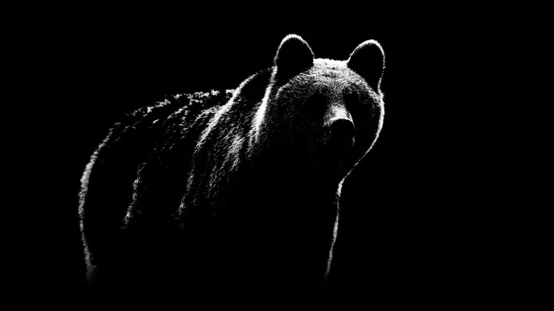 Gigantes Prehistóricos: El Misterio del Oso de Cara Corta Más Grande de Sudamérica