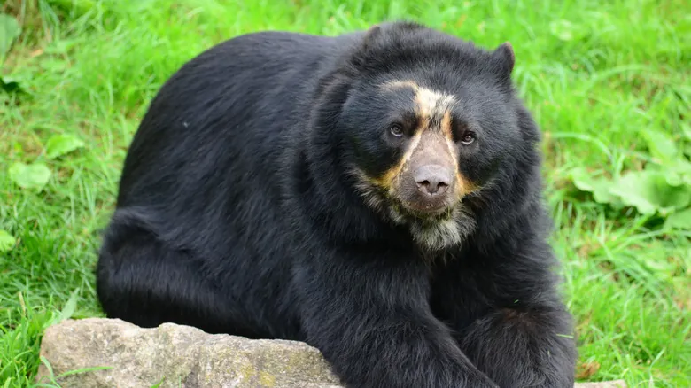 Gigantes Prehistóricos: El Misterio del Oso de Cara Corta Más Grande de Sudamérica