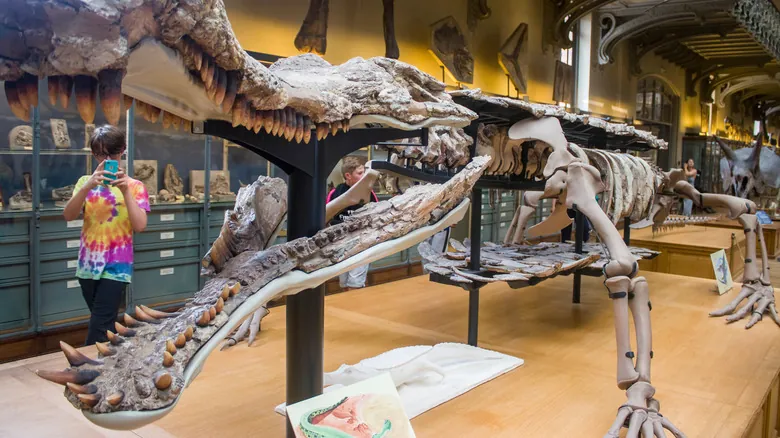 Gigantes Prehistóricos y Modernos: Guía Completa de Cocodrilos y Aligátores