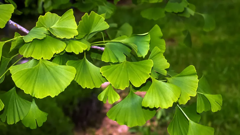 Ginkgo Biloba: El Árbol Milenario Símbolo de Resiliencia y Supervivencia Histórica