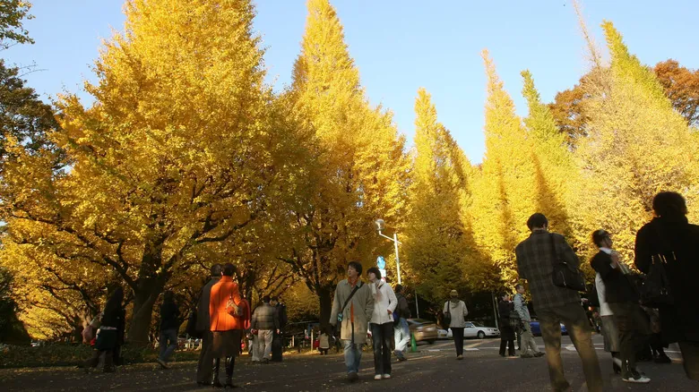 Ginkgo Biloba: El Árbol Milenario Símbolo de Resiliencia y Supervivencia Histórica