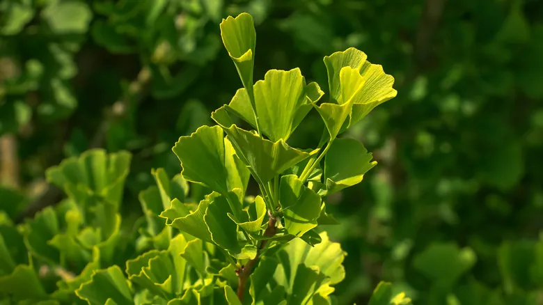 Ginkgo Biloba: El Árbol Milenario Símbolo de Resiliencia y Supervivencia Histórica