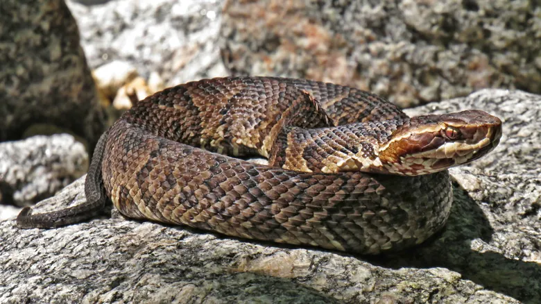 Guía Completa de la Fauna Silvestre Peligrosa en Georgia: Mantente Seguro al Explorar