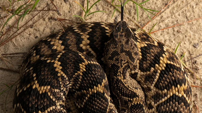 Guía Completa de la Fauna Silvestre Peligrosa en Georgia: Mantente Seguro al Explorar