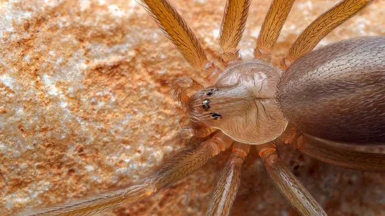 Guía Completa de la Fauna Silvestre Peligrosa en Georgia: Mantente Seguro al Explorar