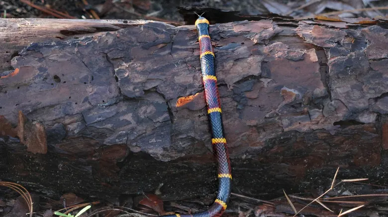 Guía Completa de la Fauna Silvestre Peligrosa en Georgia: Mantente Seguro al Explorar