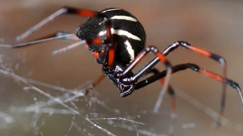 Guía Completa de la Fauna Silvestre Peligrosa en Georgia: Mantente Seguro al Explorar