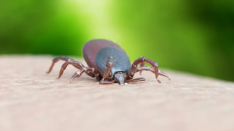 Guía Completa: Peligros de las Garrapatas y Cómo Protegerte de sus Enfermedades