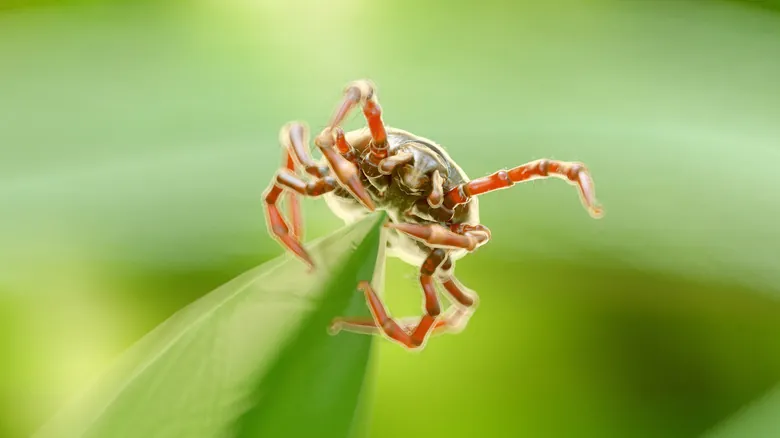 Guía Completa: Peligros de las Garrapatas y Cómo Protegerte de sus Enfermedades