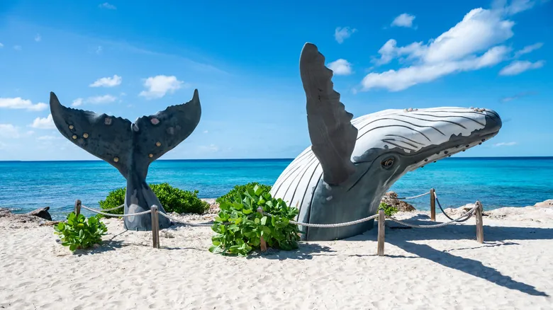 Guía Definitiva de Transporte en Turcas y Caicos: Cómo Moverse en Providenciales y Más Allá