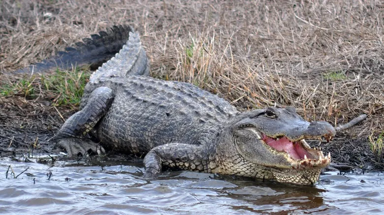 Guía Definitiva para el Avistamiento de Aligátores en Texas: Santuarios y Hábitats Naturales