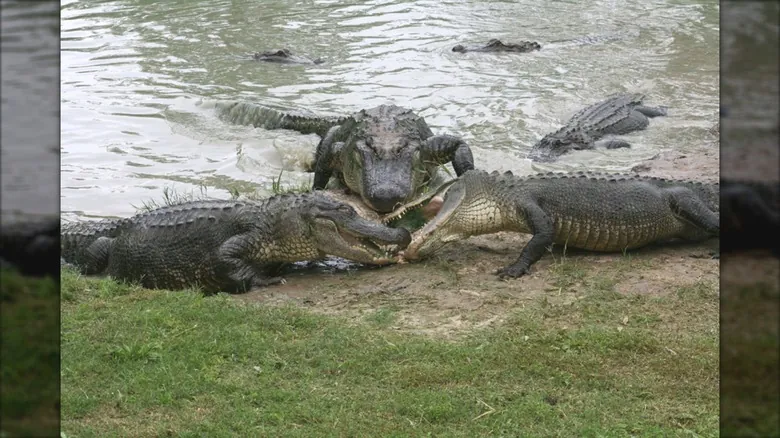 Guía Definitiva para el Avistamiento de Aligátores en Texas: Santuarios y Hábitats Naturales