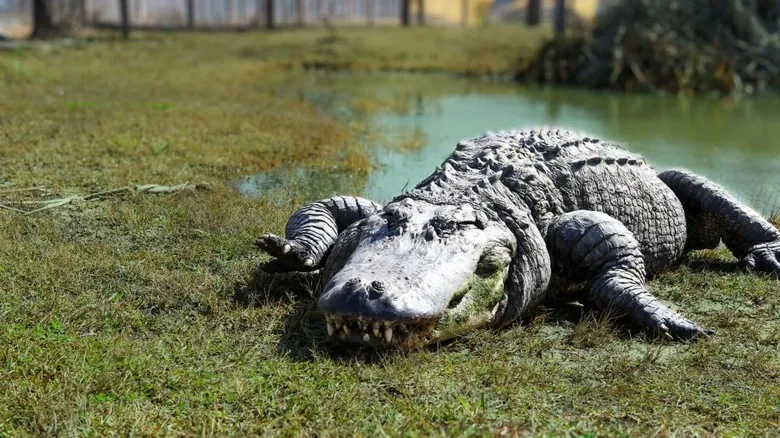 Guía Definitiva para el Avistamiento de Aligátores en Texas: Santuarios y Hábitats Naturales