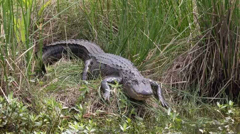 Guía Definitiva para el Avistamiento de Aligátores en Texas: Santuarios y Hábitats Naturales