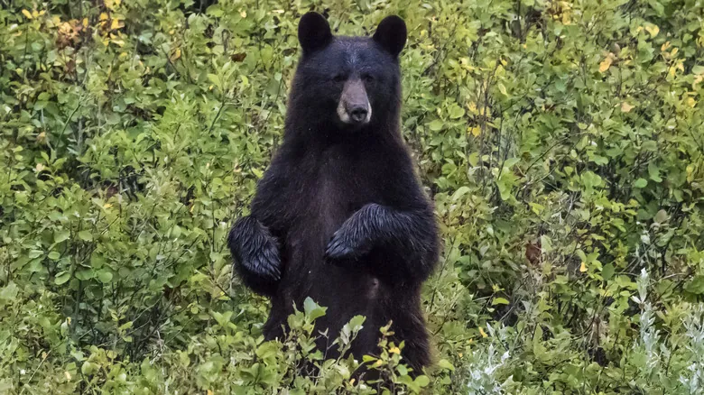 Guía Esencial de Seguridad en Parques Nacionales: Explorando la Naturaleza con Precaución