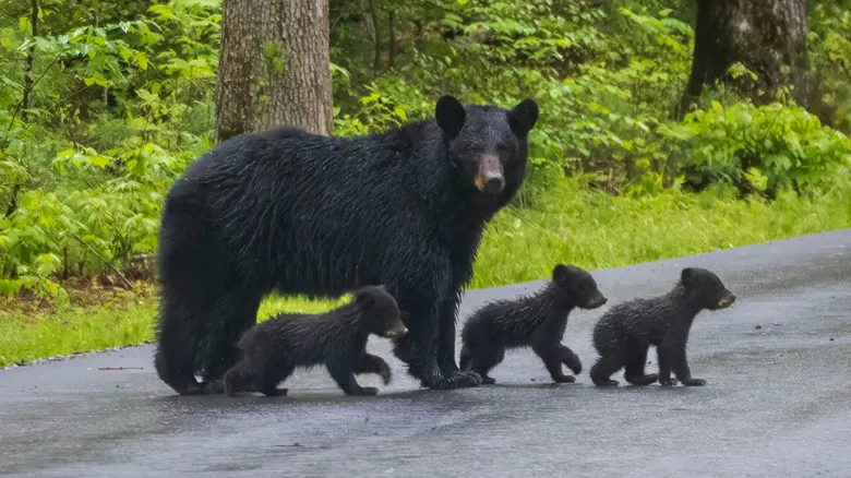 Guía Esencial para Visitar Parques Nacionales: Seguridad y Respeto por la Naturaleza