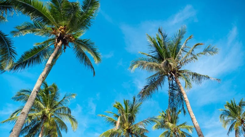 Hilo Bayfront: Explora la Auténtica Playa de Arena Negra en la Isla Grande de Hawái
