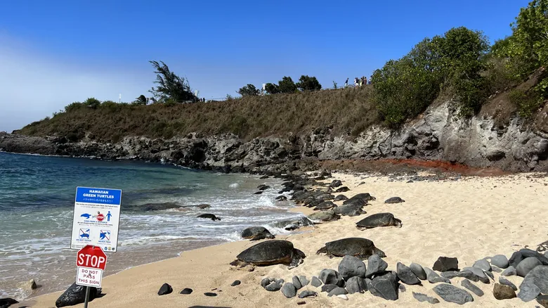 Ho'okipa Beach Park: Epicentro del Surf y Santuario de Tortugas en Maui, Hawái