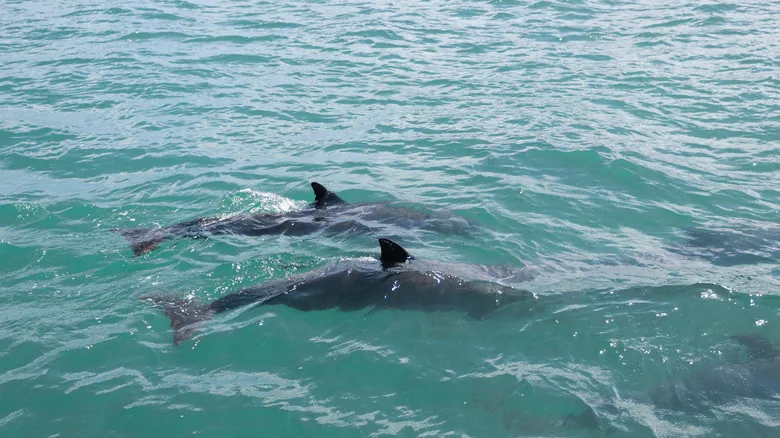 Honeymoon Island: Un Paraíso Natural Imprescindible en Florida