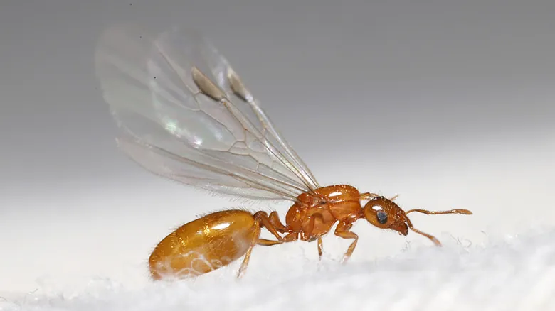 Hormigas Voladoras: Guía Definitiva para Identificar y Controlar Infestaciones en Casa