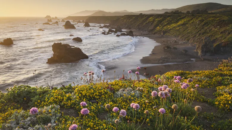 Impacto de Especies Invasoras en California: Amenaza a la Biodiversidad Única del Estado