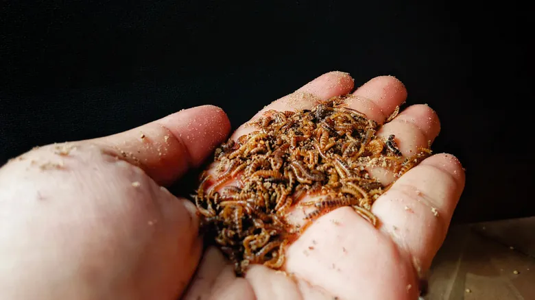 Insectos y el Futuro de la Eliminación de Plásticos: Una Solución Natural Duradera