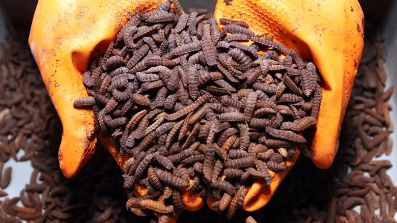 Insectos y el Futuro de la Eliminación de Plásticos: Una Solución Natural Duradera