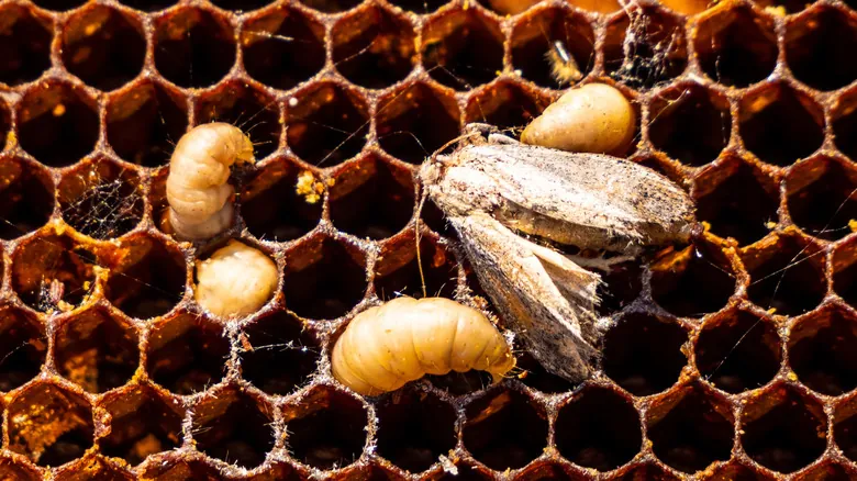 Insectos y el Futuro de la Eliminación de Plásticos: Una Solución Natural Duradera