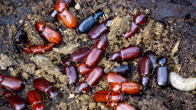 Insectos y el Futuro de la Eliminación de Plásticos: Una Solución Natural Duradera