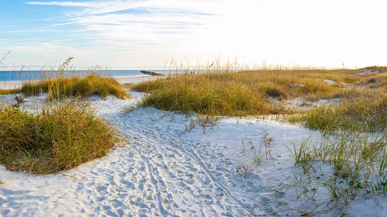 Isla de Amelia: Un Paraíso Escondido en Florida con Historia y Naturaleza Incomparables