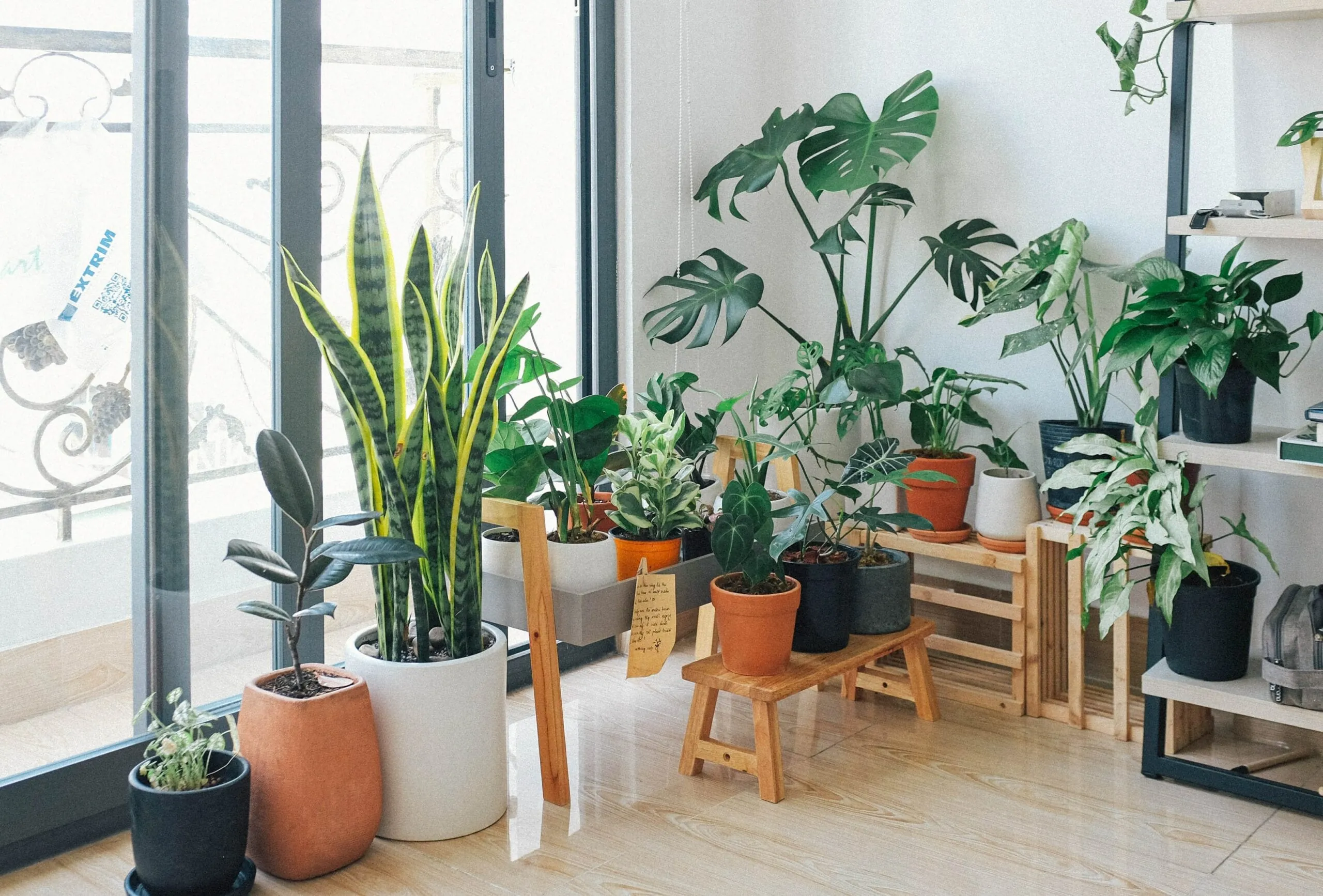 Jardinería DIY: Cómo Propagar Plantas Gratis y Cuidar Esquejes