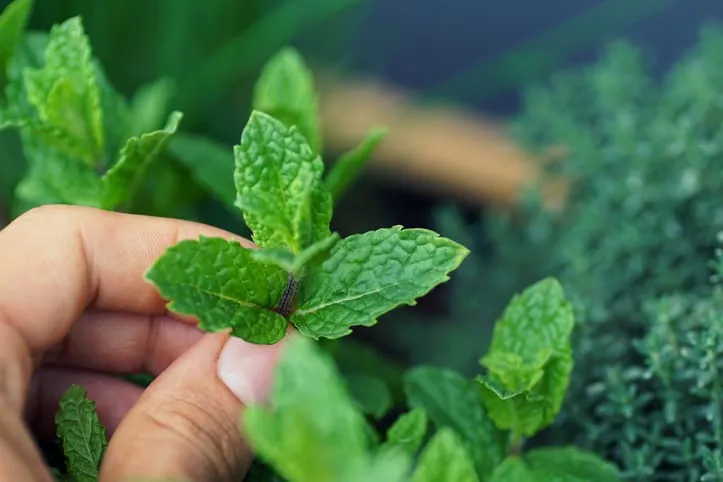 Jardinería DIY: Cómo Propagar Plantas Gratis y Cuidar Esquejes