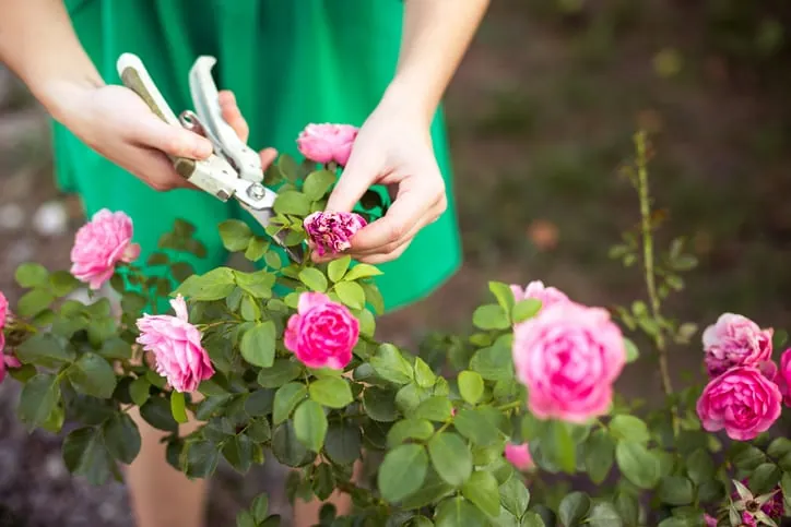 Jardinería DIY: Cómo Propagar Plantas Gratis y Cuidar Esquejes