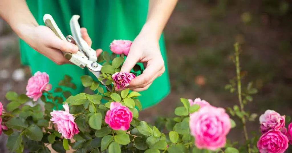 Jardinería DIY: Cómo Propagar Plantas Gratis y Cuidar Esquejes