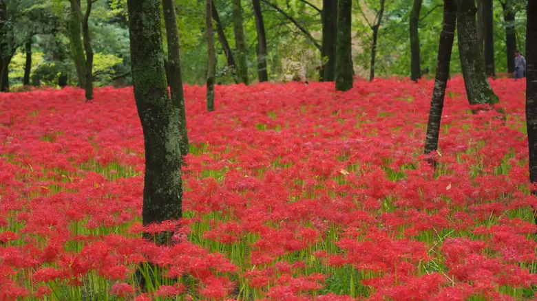 Kawasaki: La Joya Escondida de Japón – Historia, Naturaleza y Cultura sin Multitudes