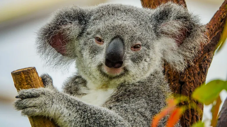Koalas: Un Icono Australiano al Límite - Supervivencia, Dieta y Adaptaciones Únicas