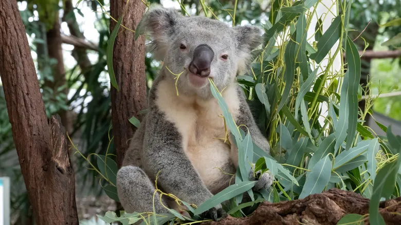 Koalas: Un Icono Australiano al Límite - Supervivencia, Dieta y Adaptaciones Únicas