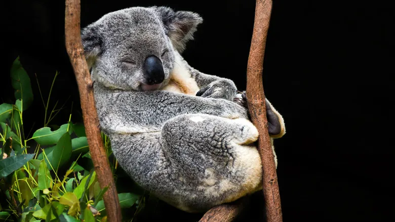 Koalas: Un Icono Australiano al Límite - Supervivencia, Dieta y Adaptaciones Únicas