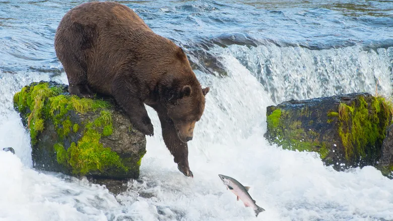 Kodiak, La Isla Esmeralda de Alaska: Guía Definitiva para una Aventura Inolvidable