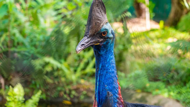 Kuranda: Un Viaje Inolvidable al Corazón de la Selva Tropical más Antigua de Australia