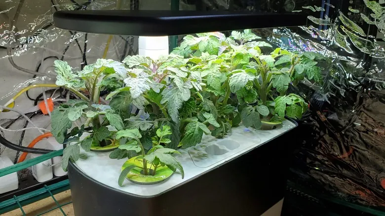 La Agricultura Cósmica: Cultivando Vida y Sostenibilidad para el Futuro de la Humanidad en el Espacio