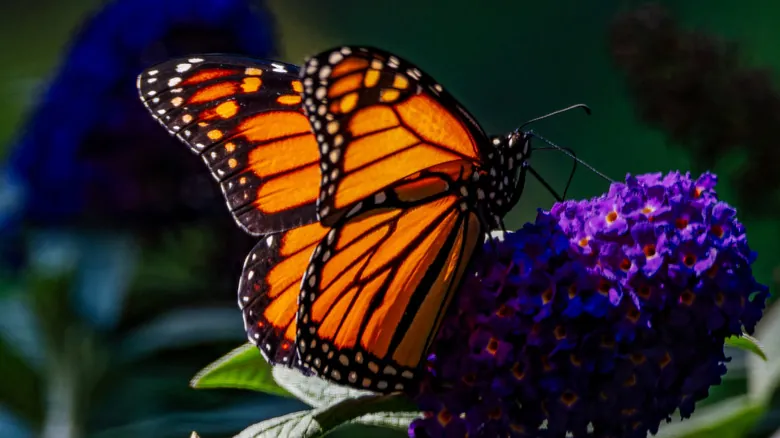 La Alarmante Disminución de Mariposas: Causas, Consecuencias y Qué Podemos Hacer