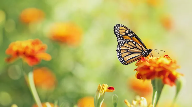 La Alarmante Disminución de Mariposas: Causas, Consecuencias y Qué Podemos Hacer