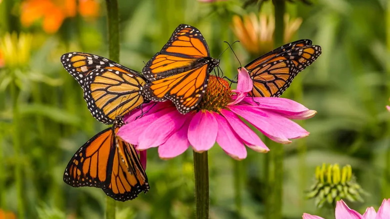 La Alarmante Disminución de Mariposas: Causas, Consecuencias y Qué Podemos Hacer