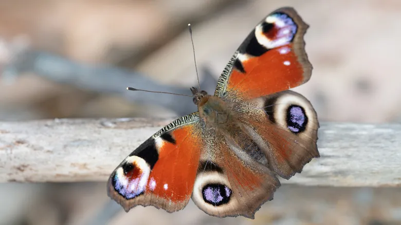 La Alarmante Disminución de Mariposas: Causas, Consecuencias y Qué Podemos Hacer